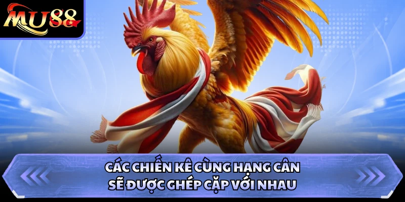 Các chiến kê cùng hạng cân sẽ được ghép cặp với nhau
