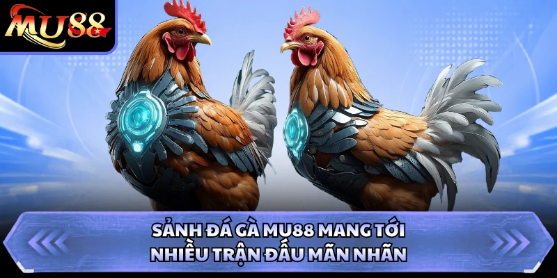 Sảnh đá gà MU88 mang tới nhiều trận đấu mãn nhãn